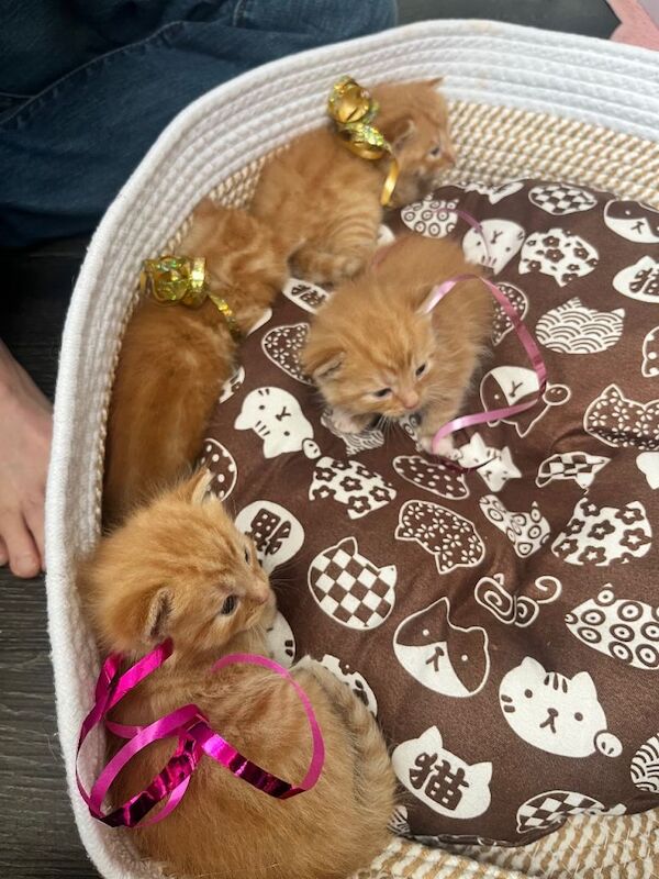 4 beautiful pure Ginger kittens for sale £160 per kitten