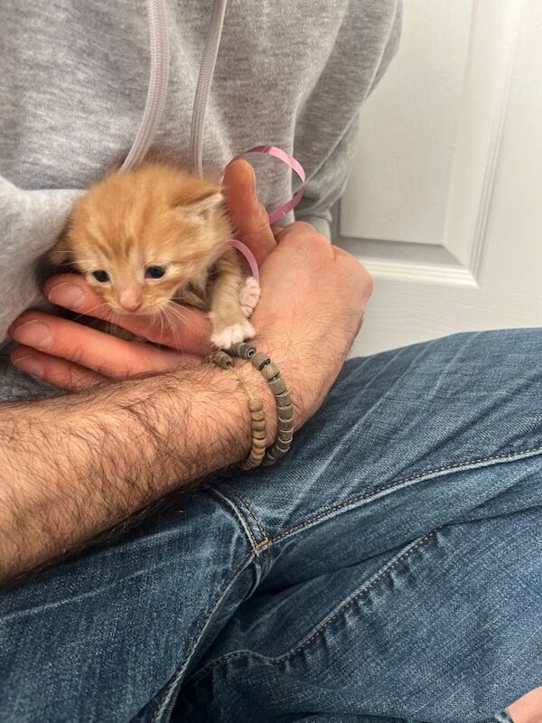 4 beautiful pure Ginger kittens for sale £160 per kitten - Image 2 of 6