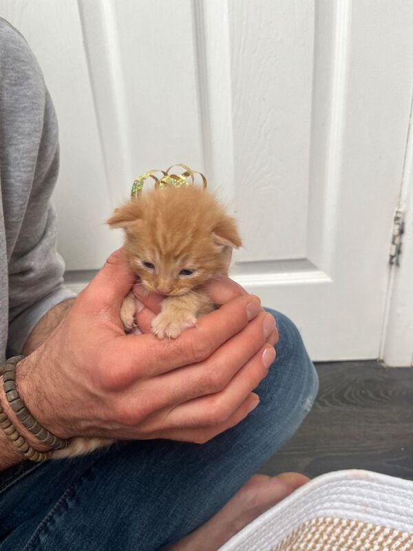 4 beautiful pure Ginger kittens for sale £160 per kitten - Image 3 of 6