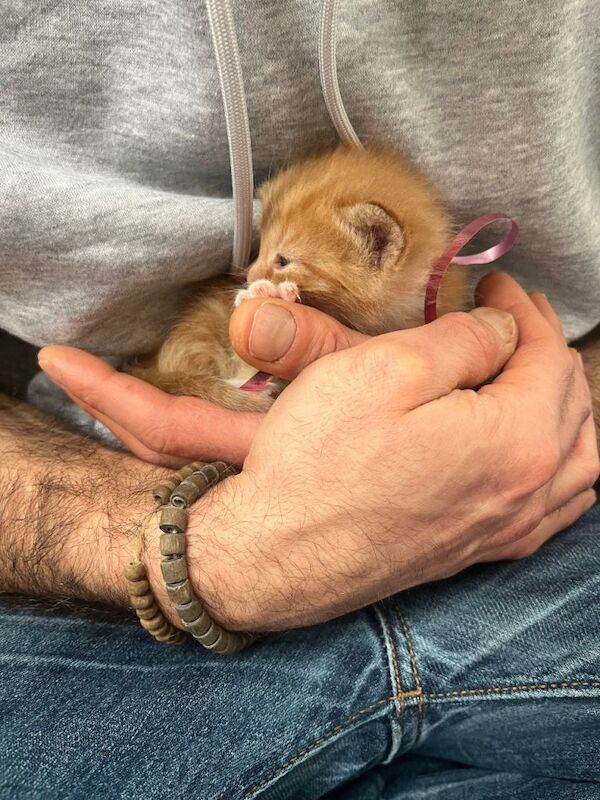 4 beautiful pure Ginger kittens for sale £160 per kitten - Image 4 of 6
