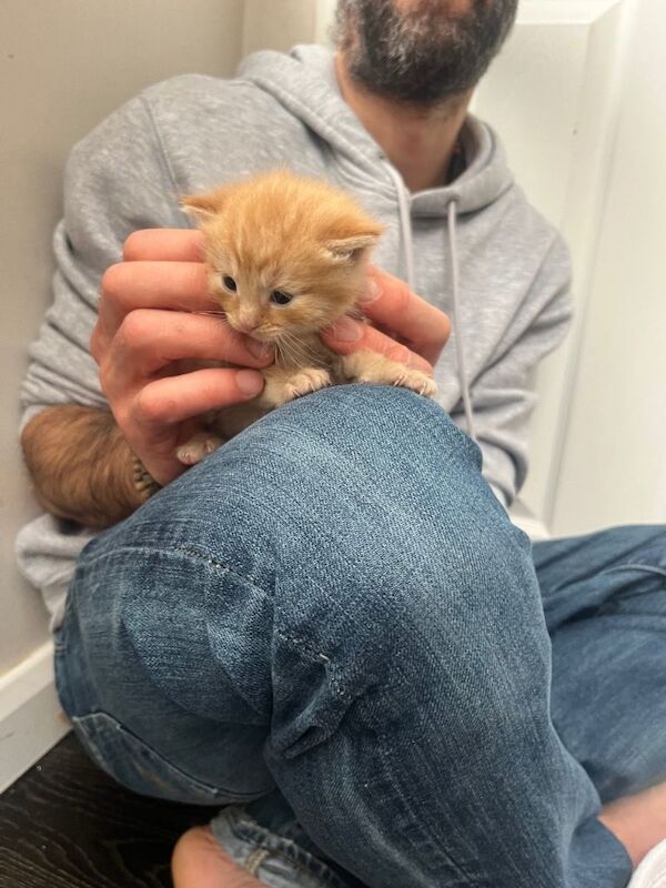 4 beautiful pure Ginger kittens for sale £160 per kitten - Image 5 of 6