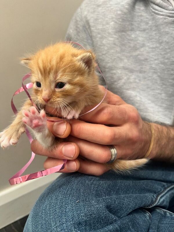 4 beautiful pure Ginger kittens for sale £160 per kitten - Image 6 of 6