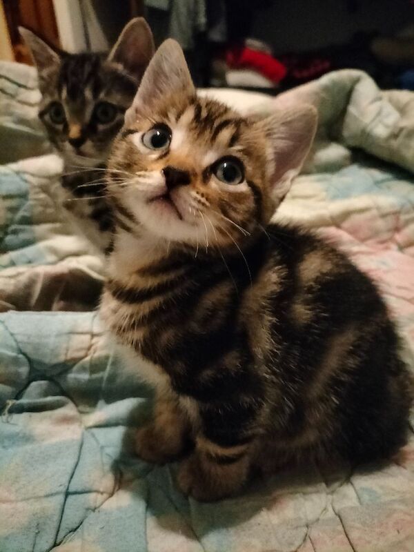 British Shorthair kittens for sale in Portsmouth, Hampshire – 8 weeks old
