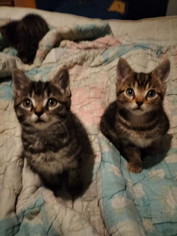 British Shorthair kittens for sale in Portsmouth, Hampshire – 9 weeks old - Image 5 of 10