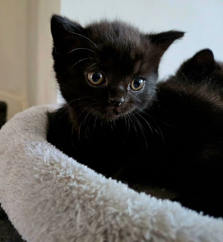 4 Black British shorthair kittens for sale in Longford, West Midlands