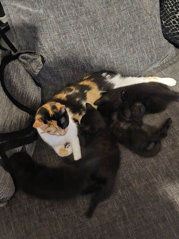 British Shorthair kittens for sale in Rochdale, Greater Manchester – 7 weeks old