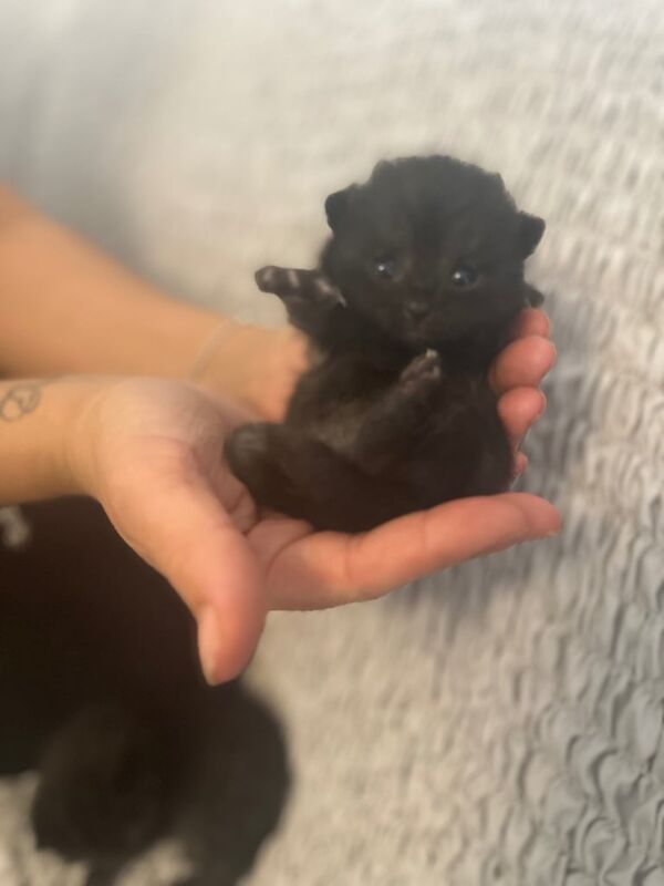 British Shorthair kittens for sale in Reading, Berkshire – 2 weeks old