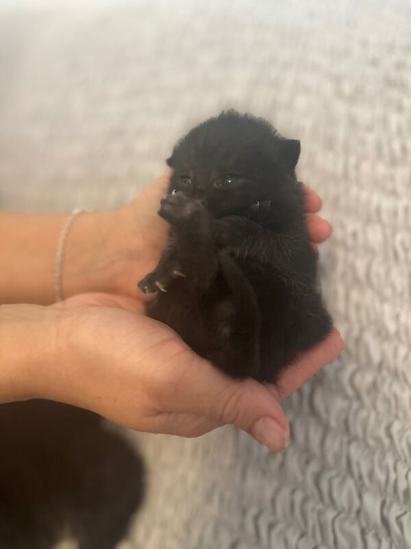 British Shorthair kittens for sale in Reading, Berkshire – 8 weeks old - Image 3 of 6