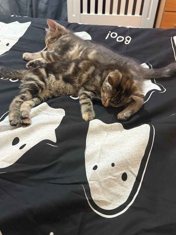 British Shorthair kittens for sale in Melrose, Roxburgh, Ettrick and Lauderdale – 3 months old