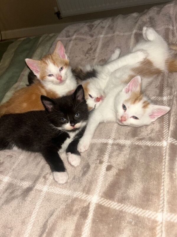 4 DSH/DLH Calico kittens - Image 2 of 5