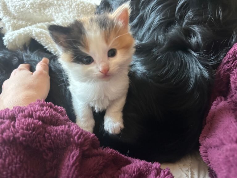 4 DSH/DLH Calico kittens - Image 3 of 5