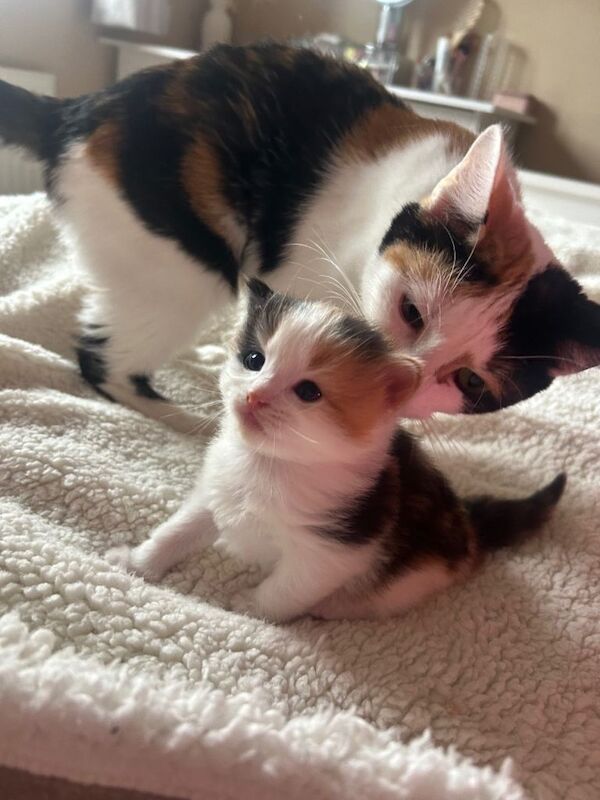 4 DSH/DLH Calico kittens - Image 4 of 5