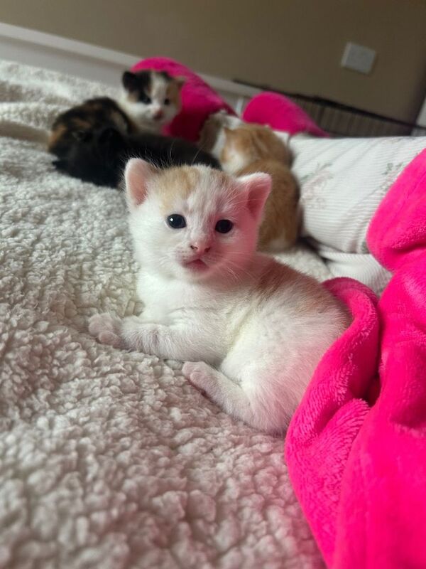 4 DSH/DLH Calico kittens - Image 5 of 5