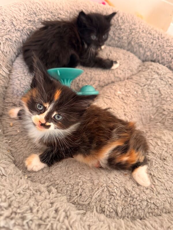 4 female British shorthair/Quimera kittens ready now for sale in Southampton, Hampshire
