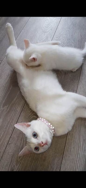 4 Fluffy Kittens Available Now