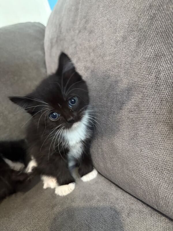 4 kittens for sale in Wembley, Greater London