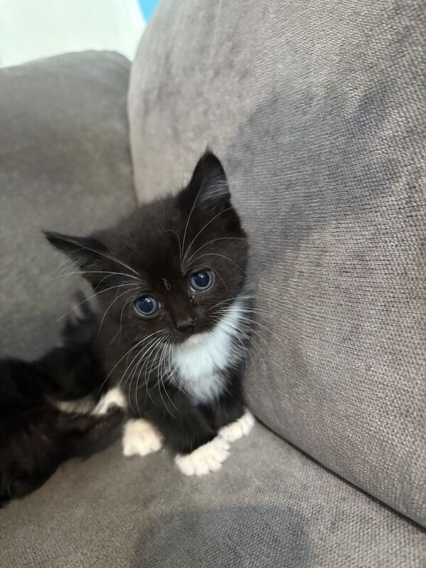 4 kittens for sale in Wembley, Greater London - Image 2
