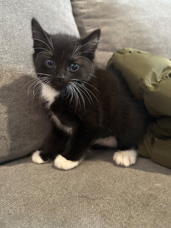 4 kittens for sale in Wembley, Greater London | Image 3
