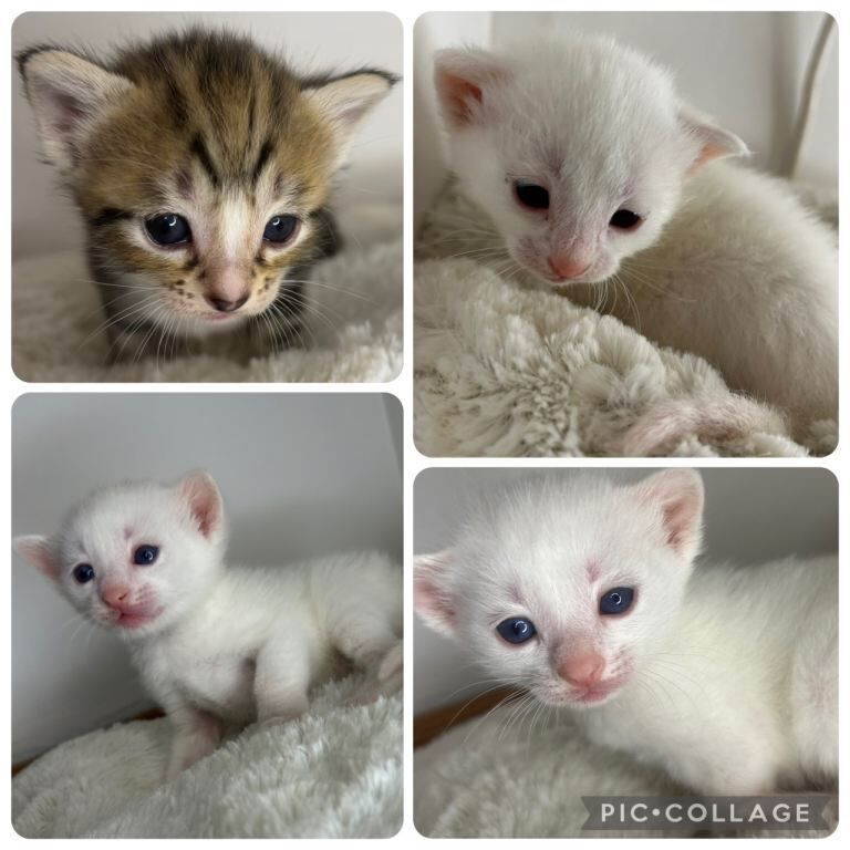 British Shorthair Kittens For Sale