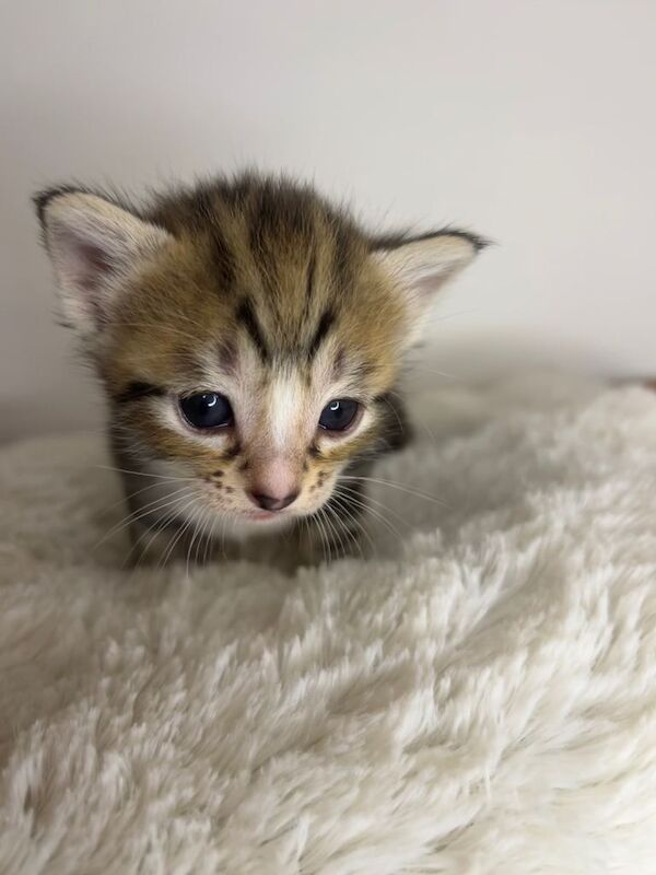 4 kittens - Image 2 of 3