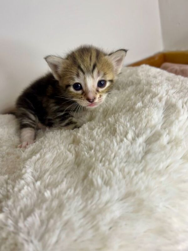 4 kittens - Image 3 of 3