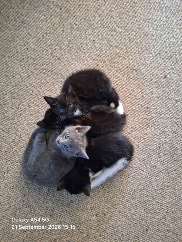 British Shorthair Kittens For Sale