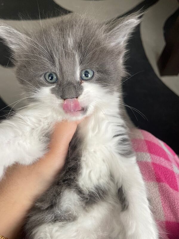 4 KITTENS FOR SALE in Wembley, Greater London