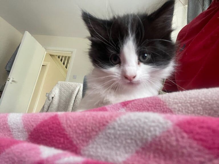 4 KITTENS FOR SALE in Wembley, Greater London - Image 2
