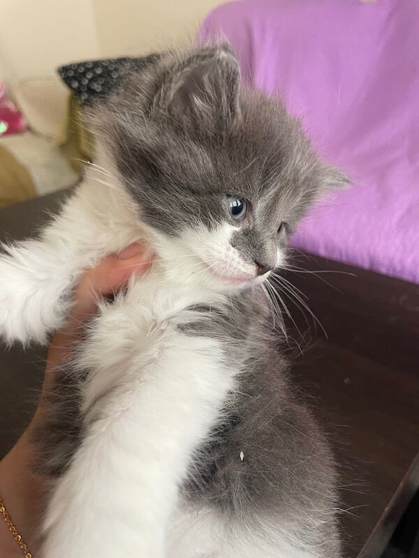 4 KITTENS FOR SALE in Wembley, Greater London - Image 3
