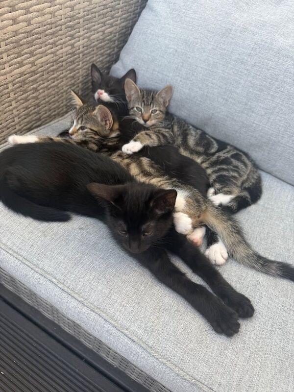 British Shorthair kittens for sale in Lee-on-the-Solent, Hampshire – 10 weeks old