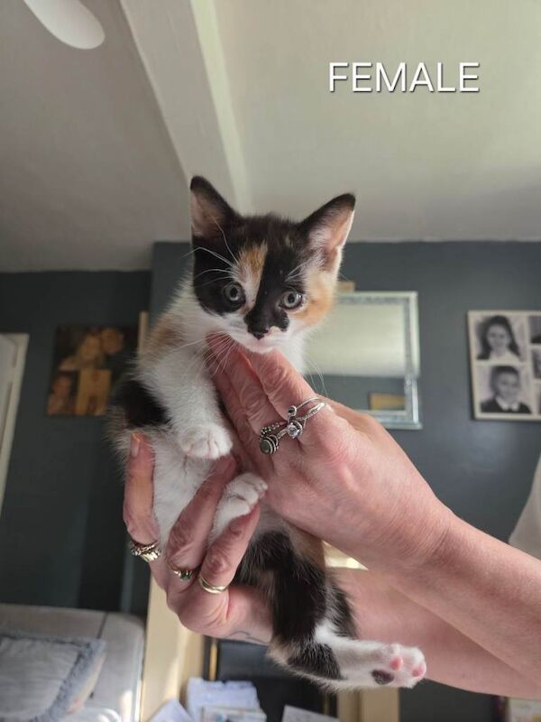 4 kittens for sale - Image 2 of 4