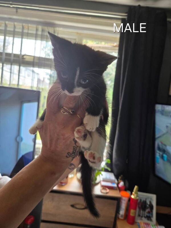 4 kittens for sale - Image 3 of 4