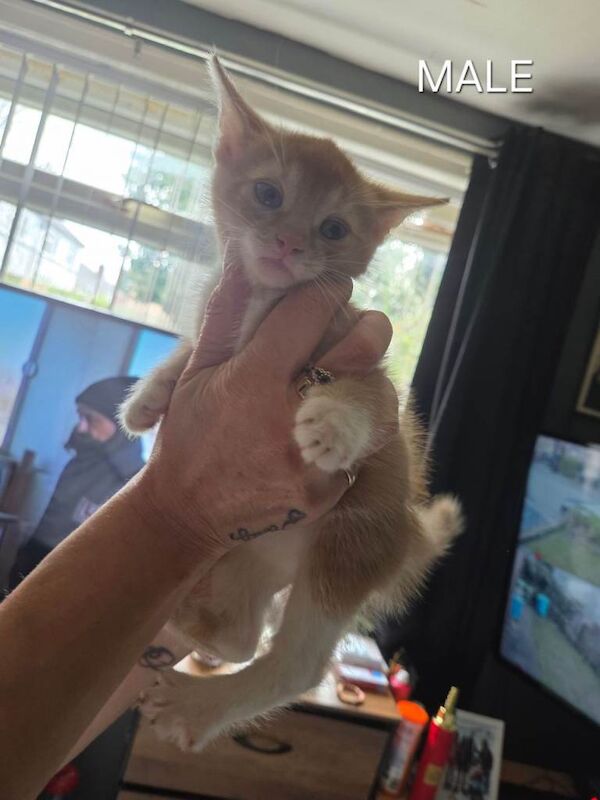 4 kittens for sale - Image 4 of 4