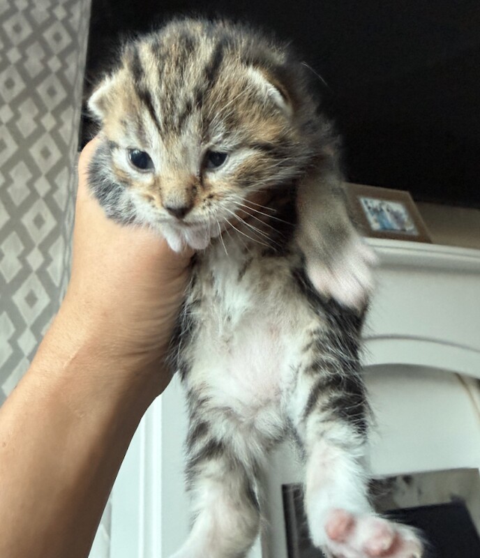 4 kittens for sale - Image 2 of 3