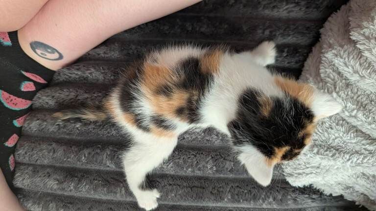 4 kittens for sale - Image 2 of 5