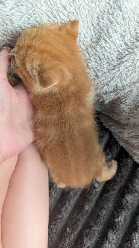 4 kittens for sale - Image 3 of 5