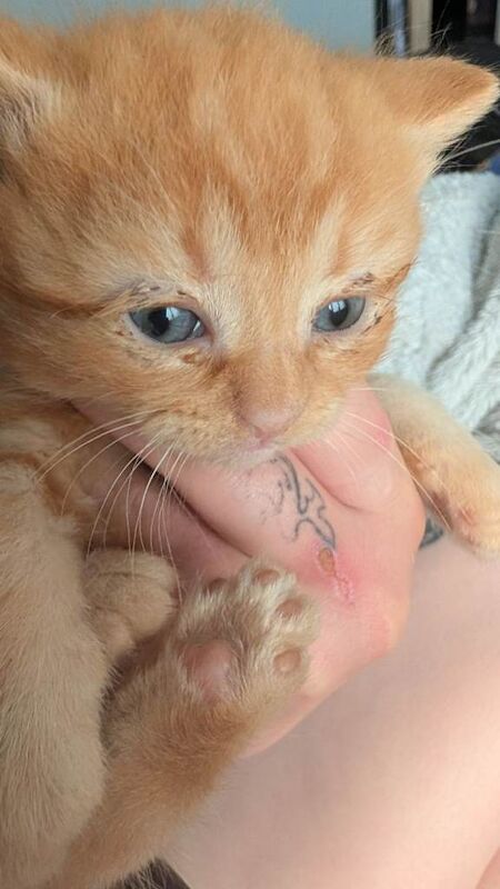 4 kittens for sale - Image 4 of 5
