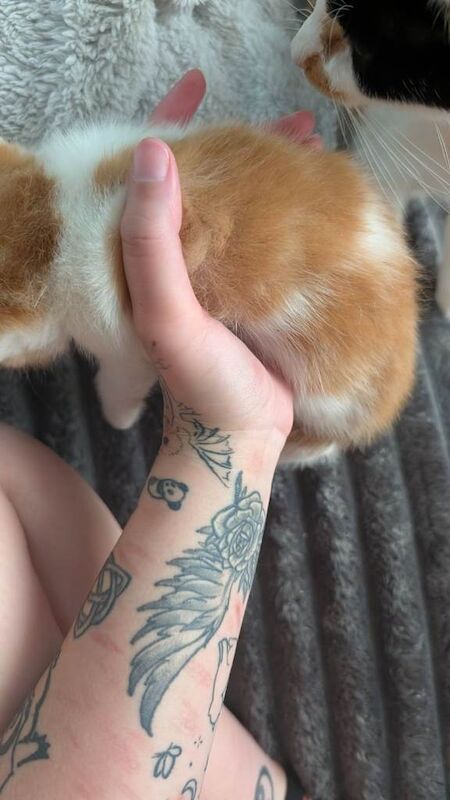 4 kittens for sale - Image 5 of 5