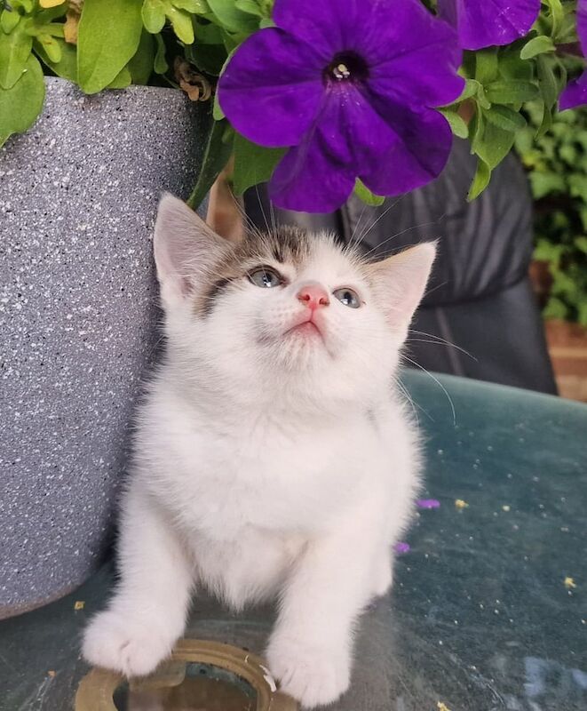 British Shorthair kittens for sale in Heathrow, London – 8 weeks old