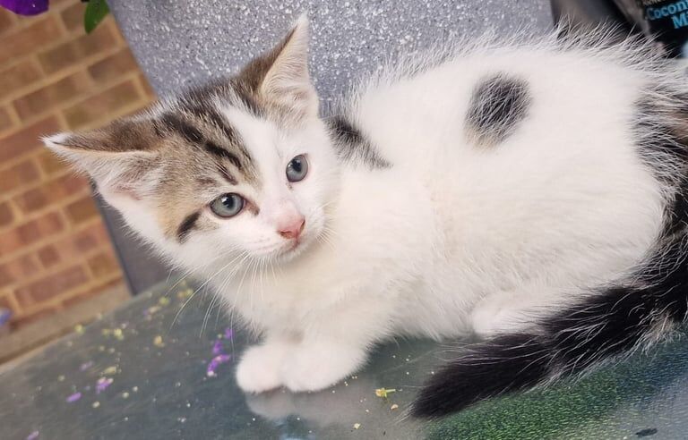 British Shorthair kittens for sale in Heathrow, London – 8 weeks old - Image 2 of 3