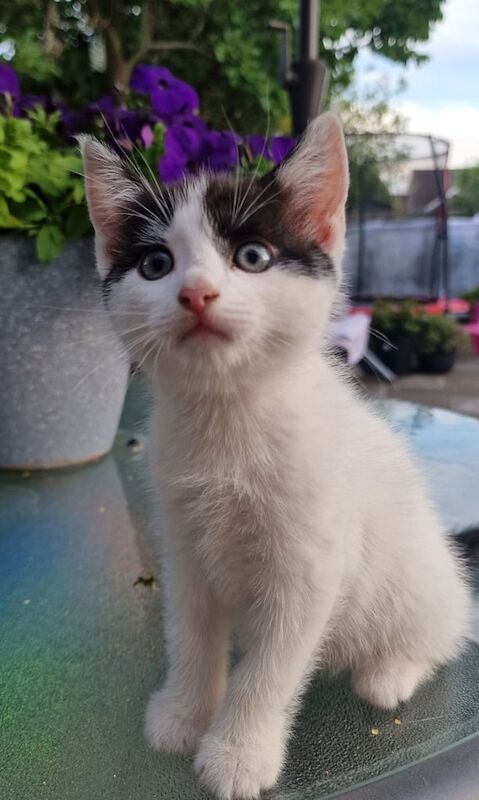 British Shorthair kittens for sale in Heathrow, London – 8 weeks old - Image 3 of 3
