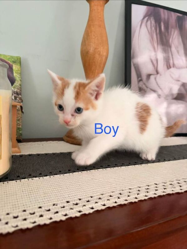 British Shorthair Kittens For Sale
