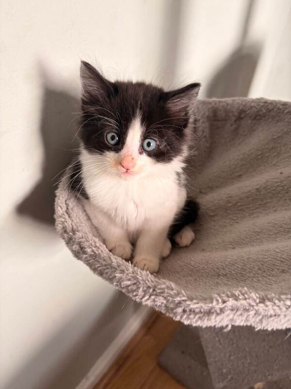 4 kittens looking for new homes - Image 2 of 3