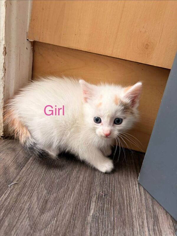 4 kittens looking for new homes - Image 3 of 3