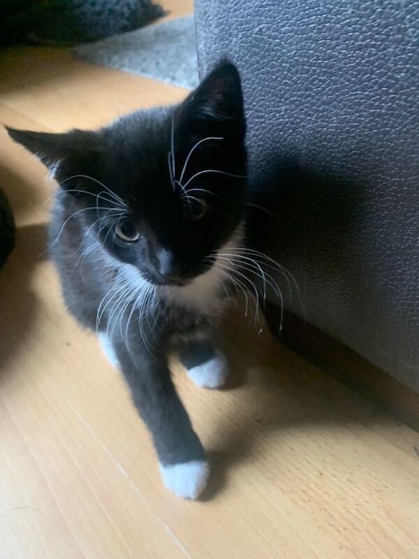 4 kittens ready to go now