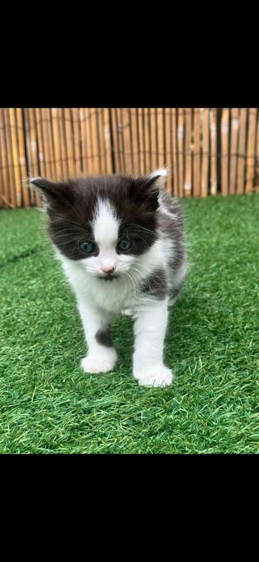 British Shorthair kittens for sale in Stafford, Staffordshire – 7 weeks old