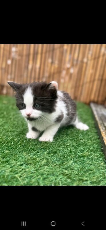 British Shorthair kittens for sale in Stafford, Staffordshire – 7 weeks old - Image 2 of 3