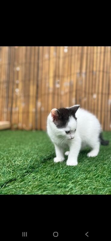 British Shorthair kittens for sale in Stafford, Staffordshire – 7 weeks old - Image 3 of 3