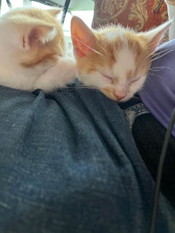 British Shorthair kittens for sale in Bridgend, Aberdeenshire – 7 weeks old - Image 3 of 4