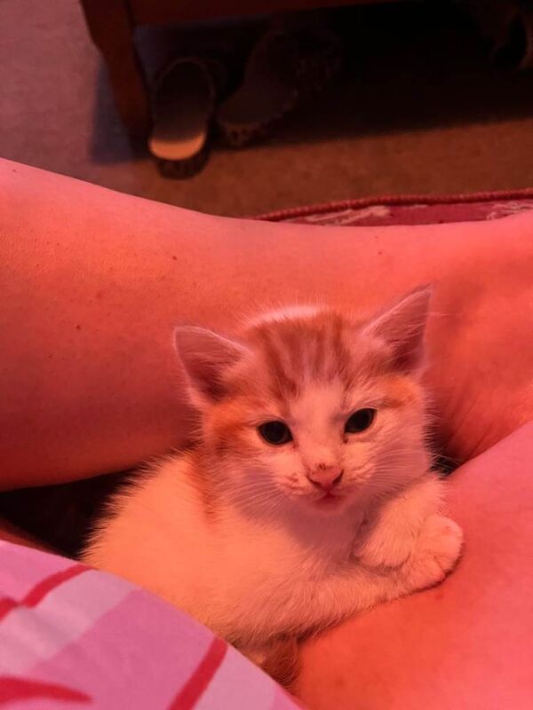 British Shorthair kittens for sale in Bridgend, Aberdeenshire – 7 weeks old - Image 4 of 4